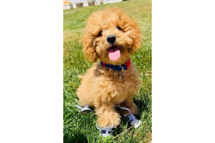 Energetic Cavoodle Poodle Mix Puppy