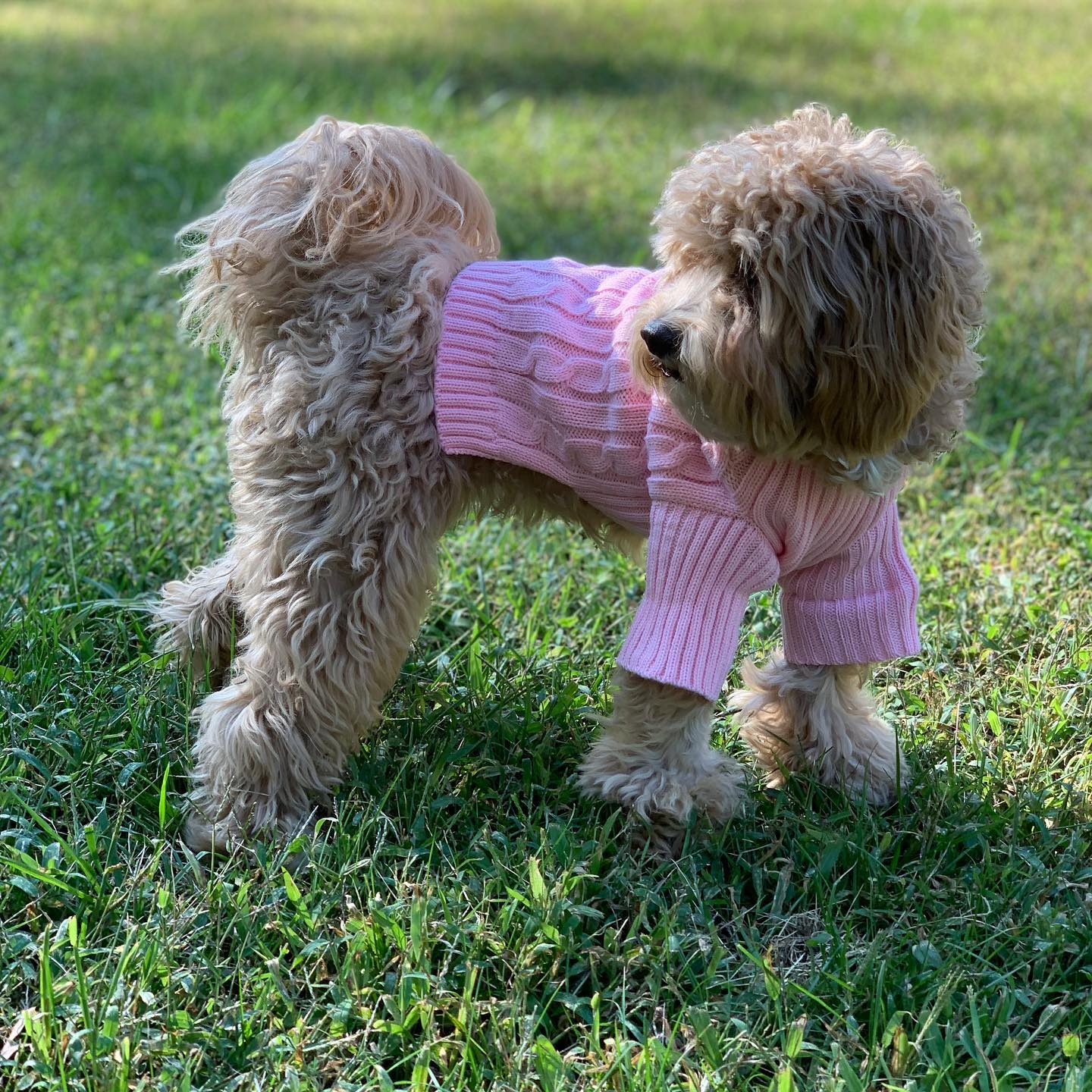 Cavapoo Pup Being Cute