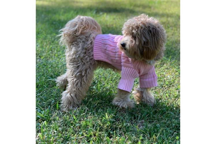 Cavapoo Pup Being Cute