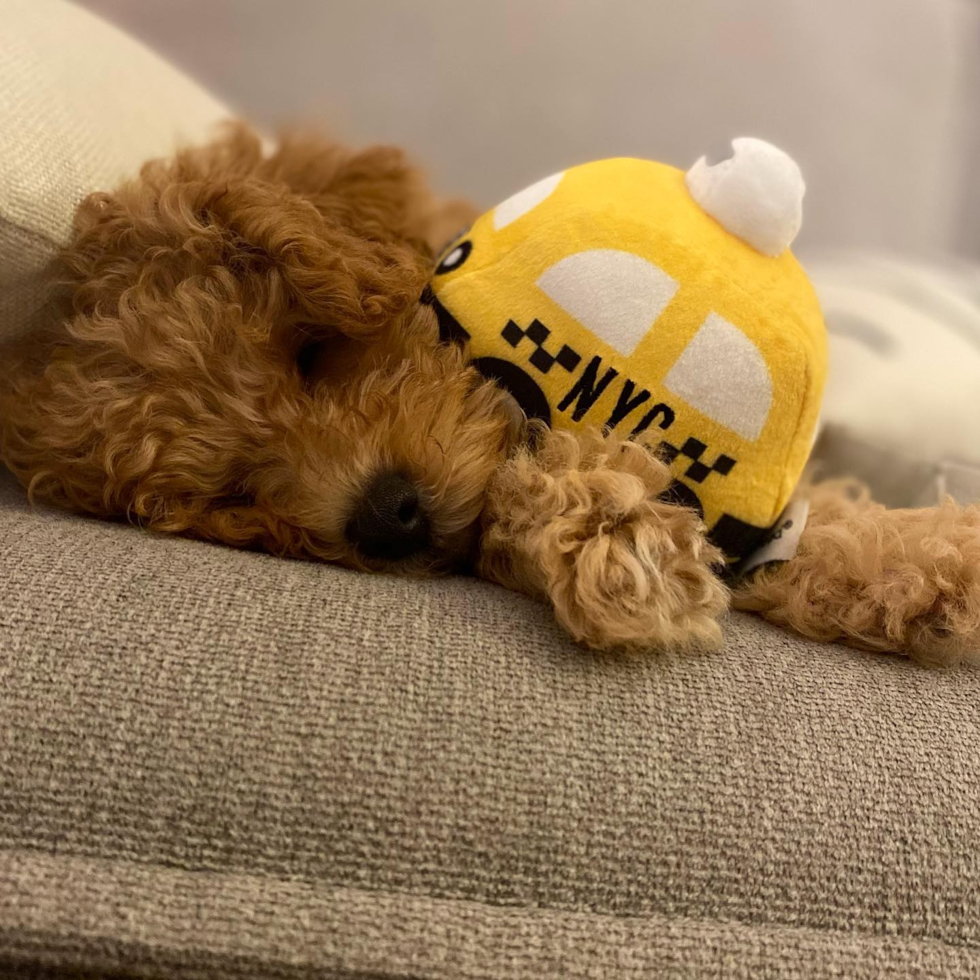 Mini Goldendoodle Being Cute