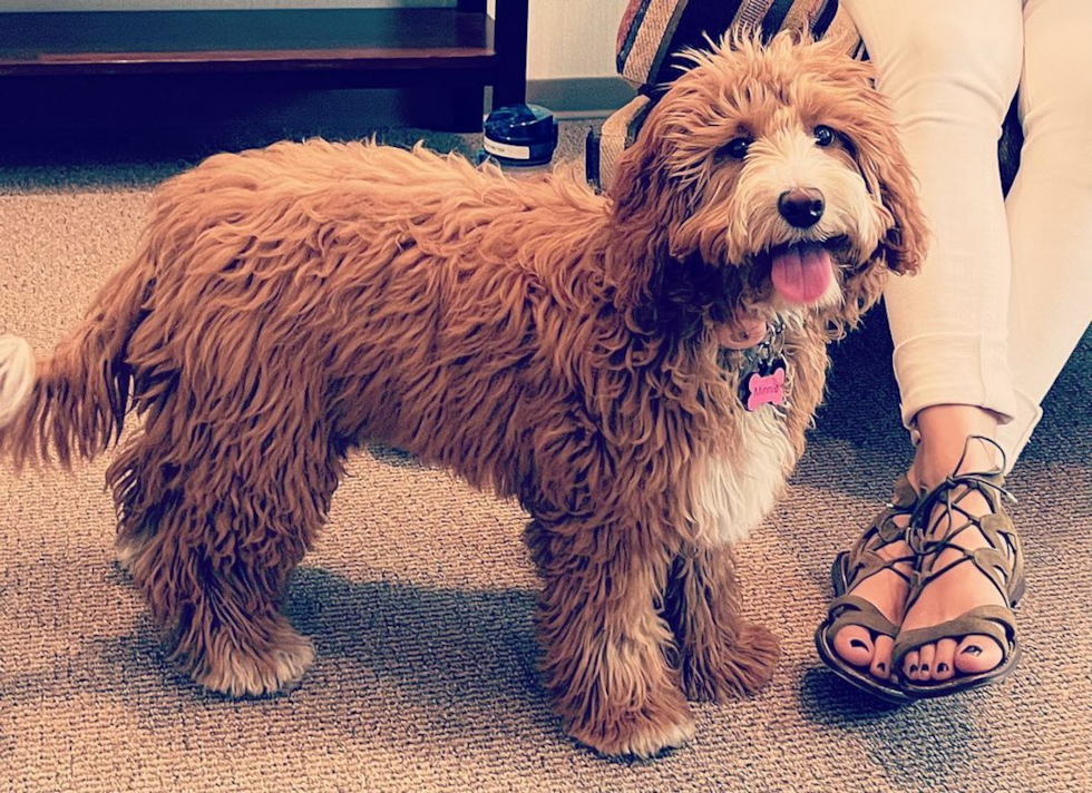 Mini Goldendoodle Being Cute