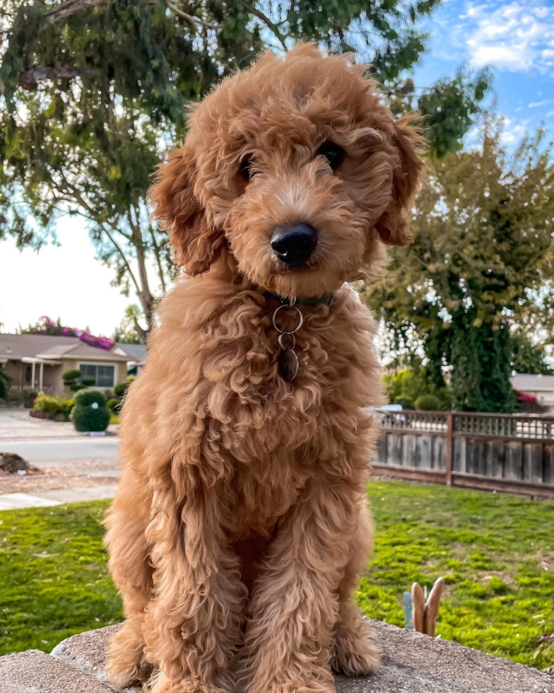 Petite Mini Goldendoodle Poodle Mix Pup