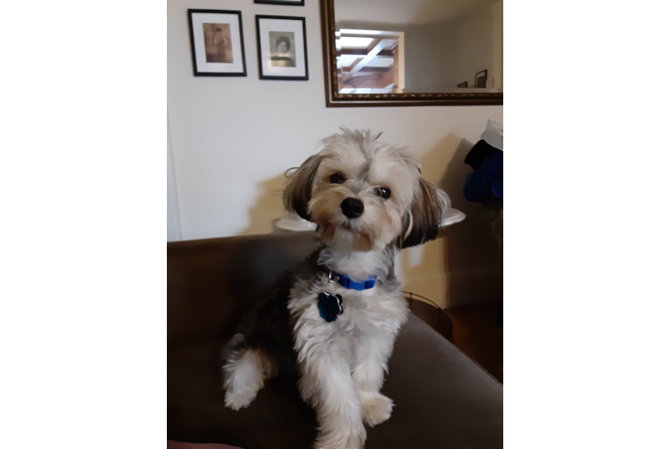 Morkie Puppy for Adoption