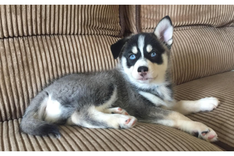 Sweet Pomsky Baby