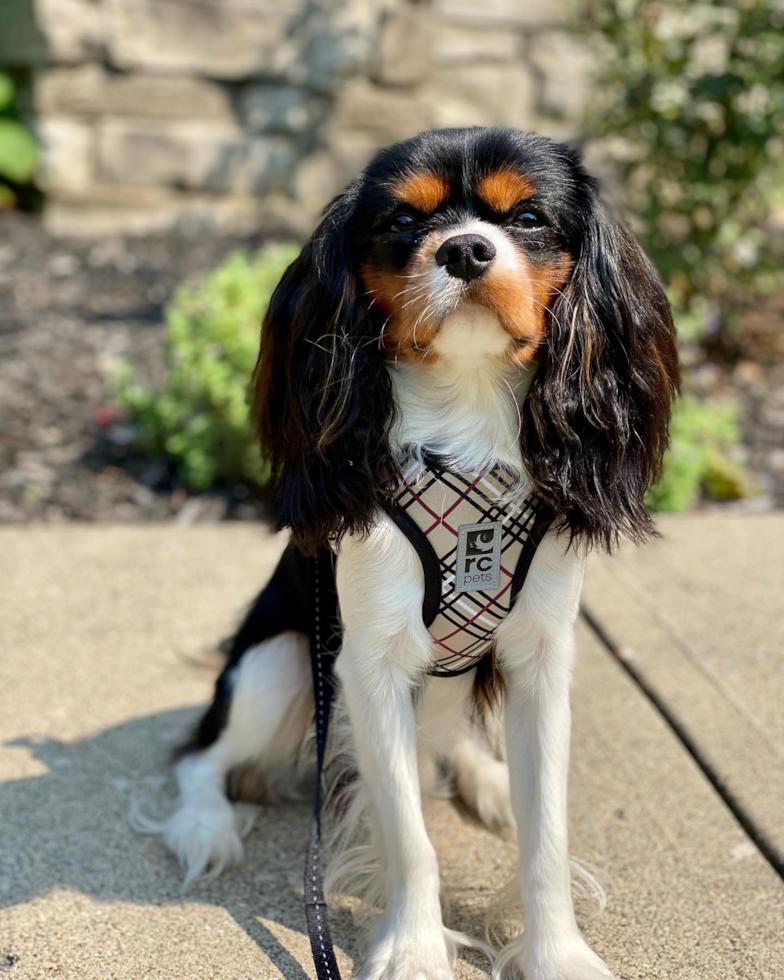 Jackson Cavalier King Charles Spaniel Pup