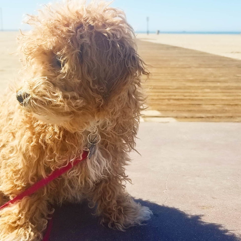 Fluffy Maltipoo Poodle Mix Pup