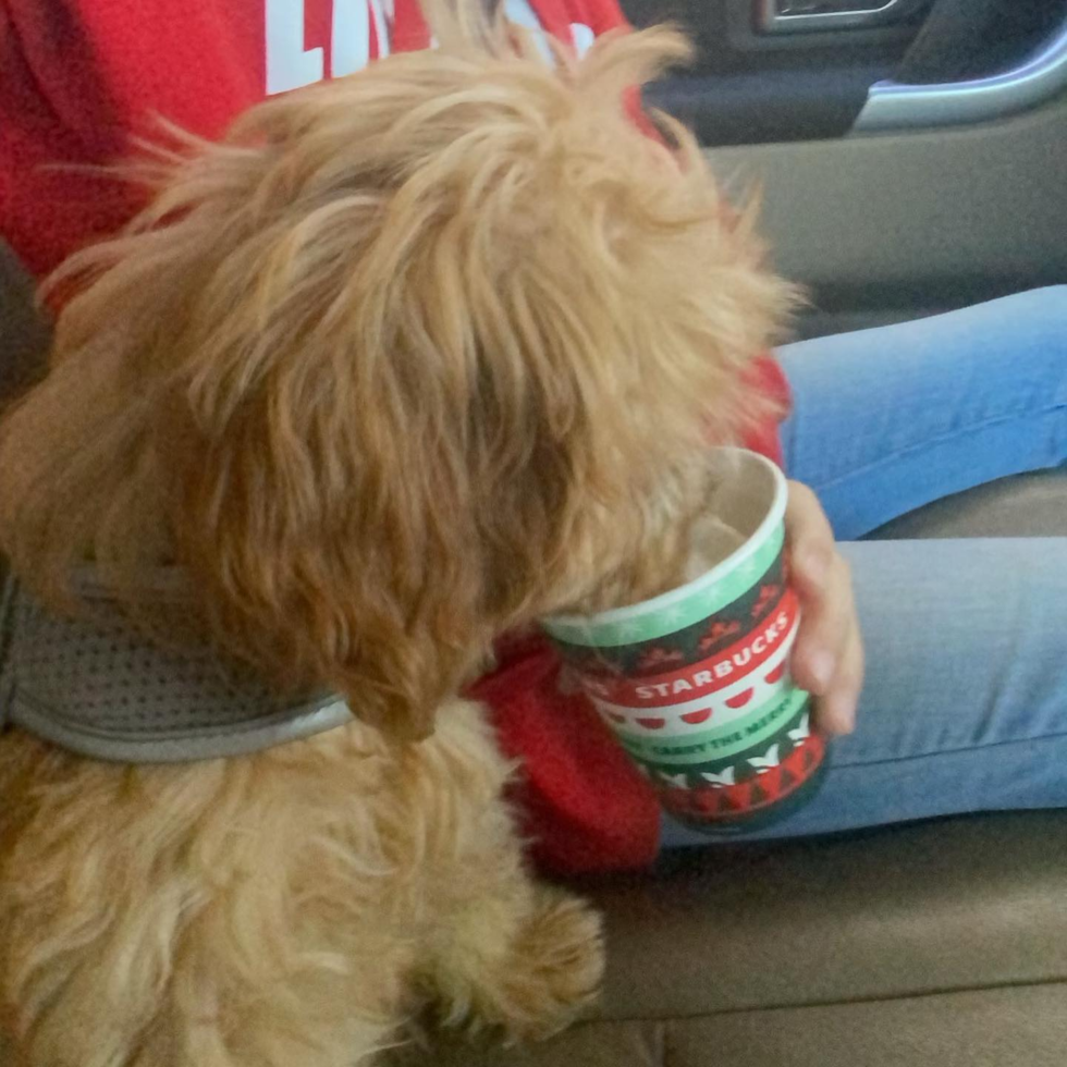 Happy Cavapoo Pup