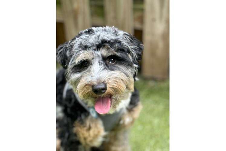 Mini Aussiedoodle Puppy for Adoption