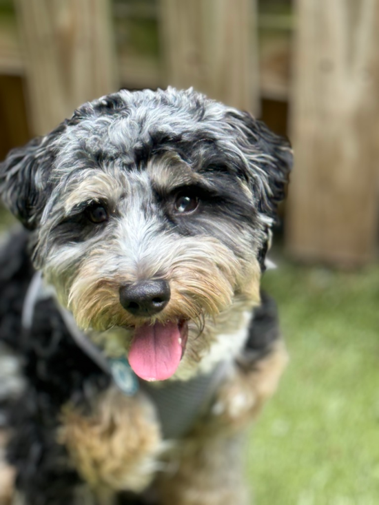 Small Mini Aussiedoodle Pup in