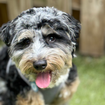 Small Mini Aussiedoodle Pup in