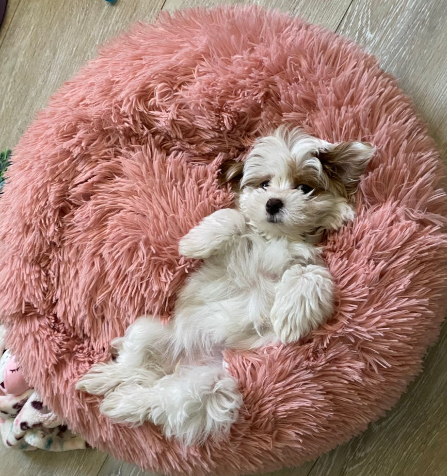 Maltipoo Being Cute