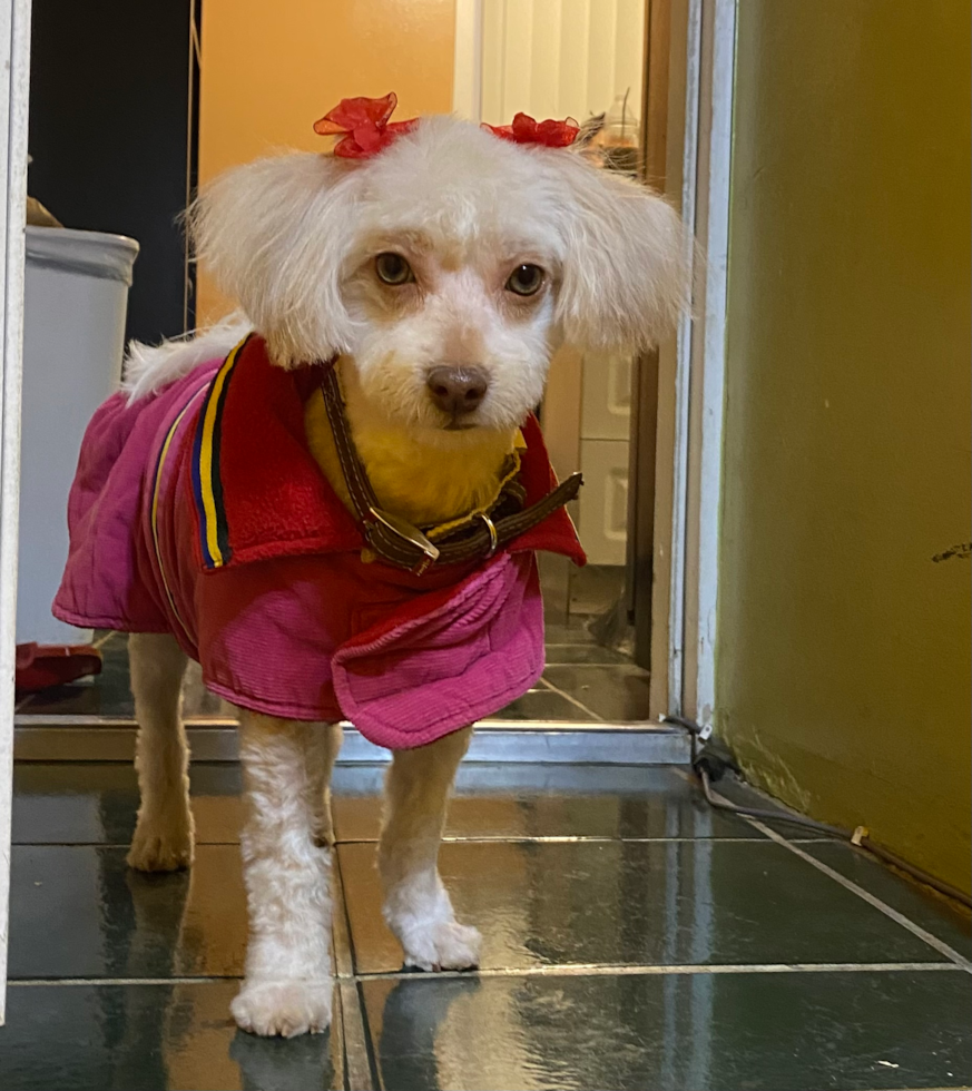 Petite Havapoo Poodle Mix Pup