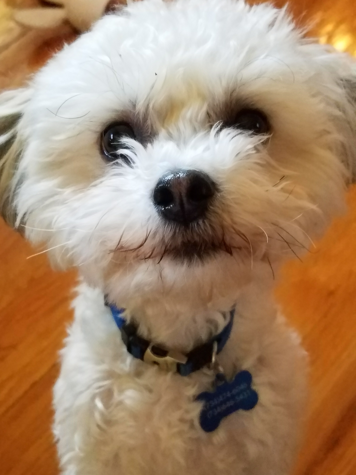 Teddy Bear Puppy for Adoption