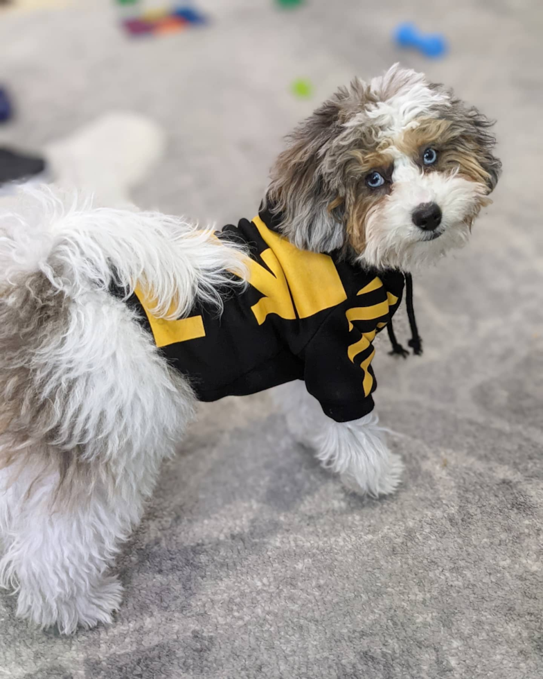 Hayward Shih Poo Pup