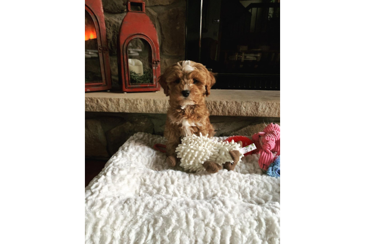 Best Cavapoo Baby