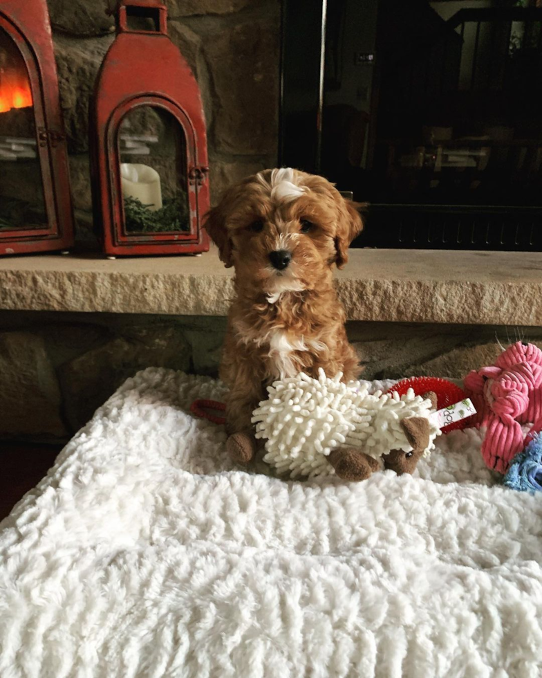 Friendly Cavapoo Pup in Du Bois PA