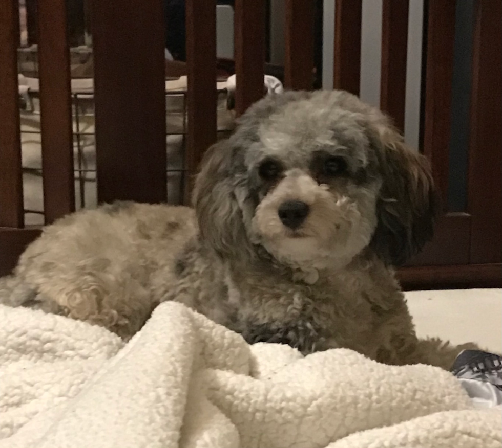 Energetic Bichpoo Poodle Mix Pup