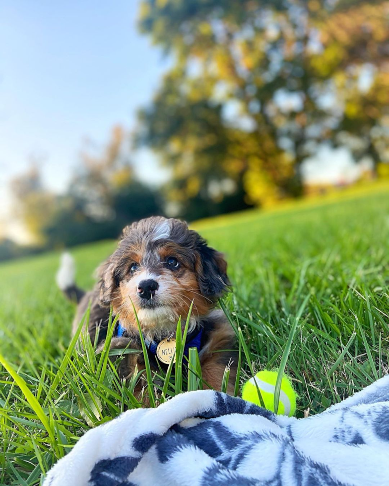 Funny Mini Bernedoodle Poodle Mix Pup