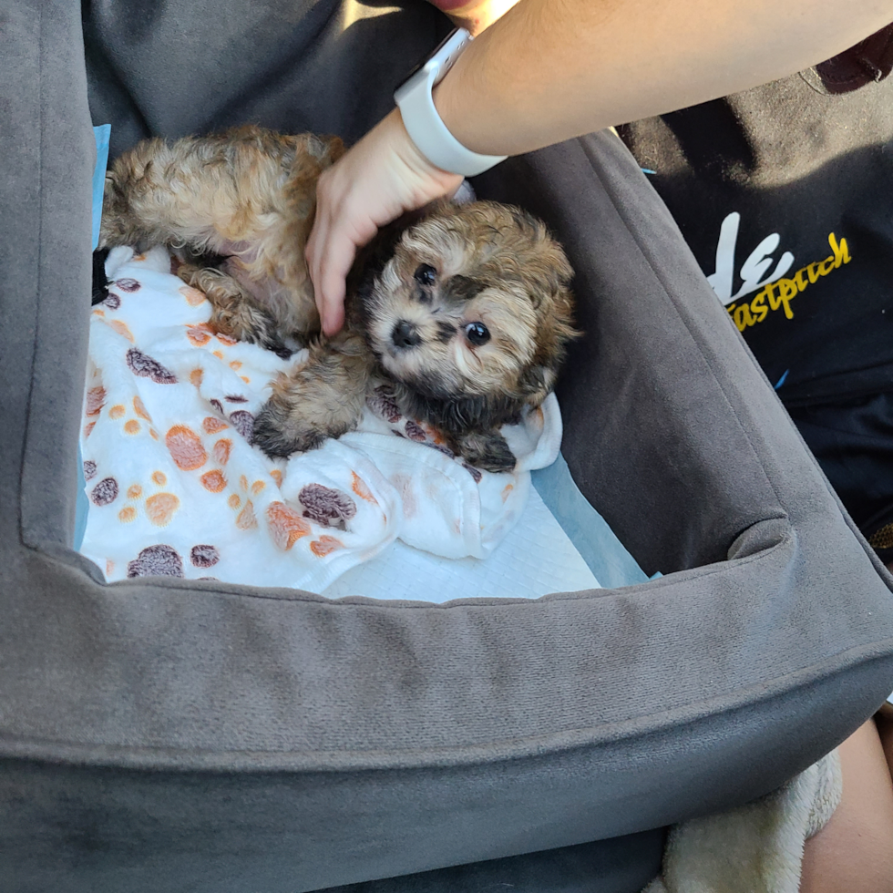 Sweet Maltipoo Pup in Crown Point IN