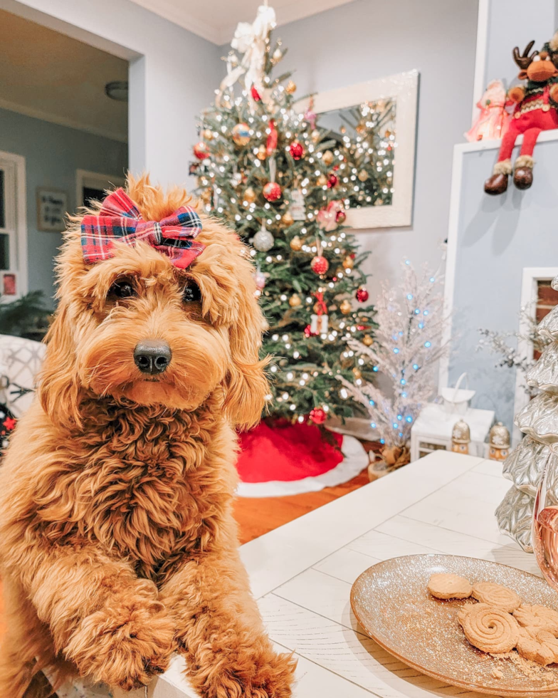 Fluffy Mini Goldendoodle Poodle Mix Pup