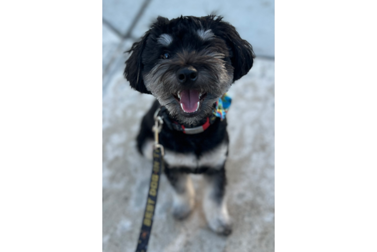 Little Aussiepoo Poodle Mix Puppy