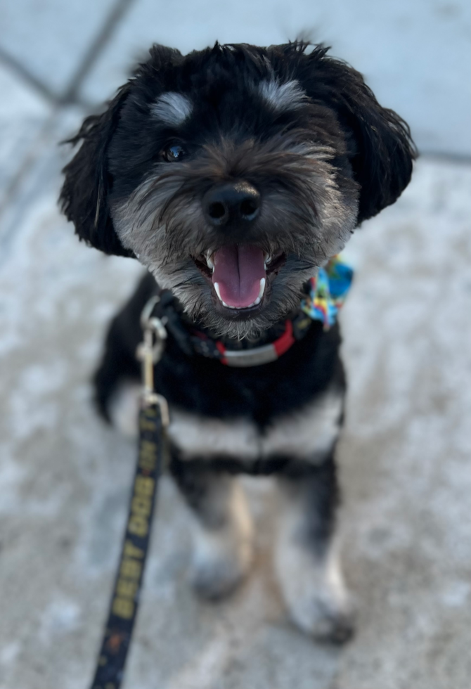 Mini Aussiedoodle Pup