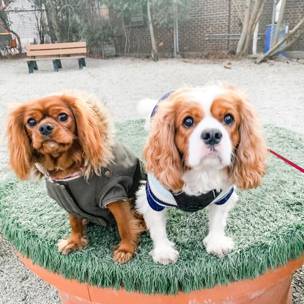 Adorable Cavalier King Charles Spaniel Pup in Fort Lee NJ