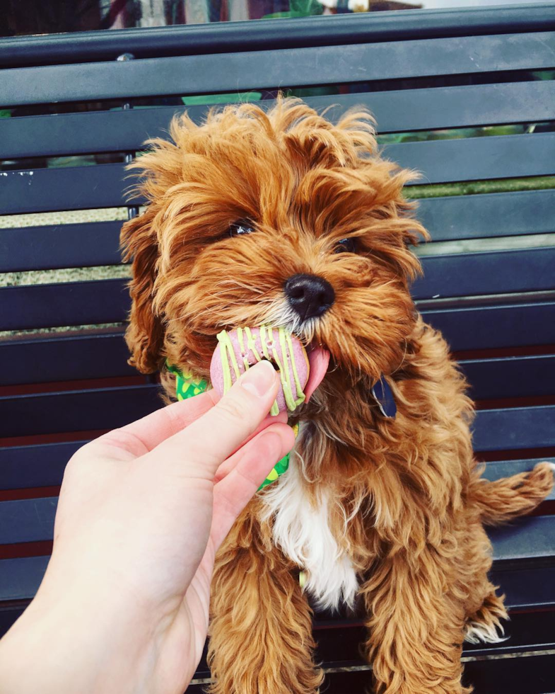 Sweet Cavapoo Pup in Albuquerque NM