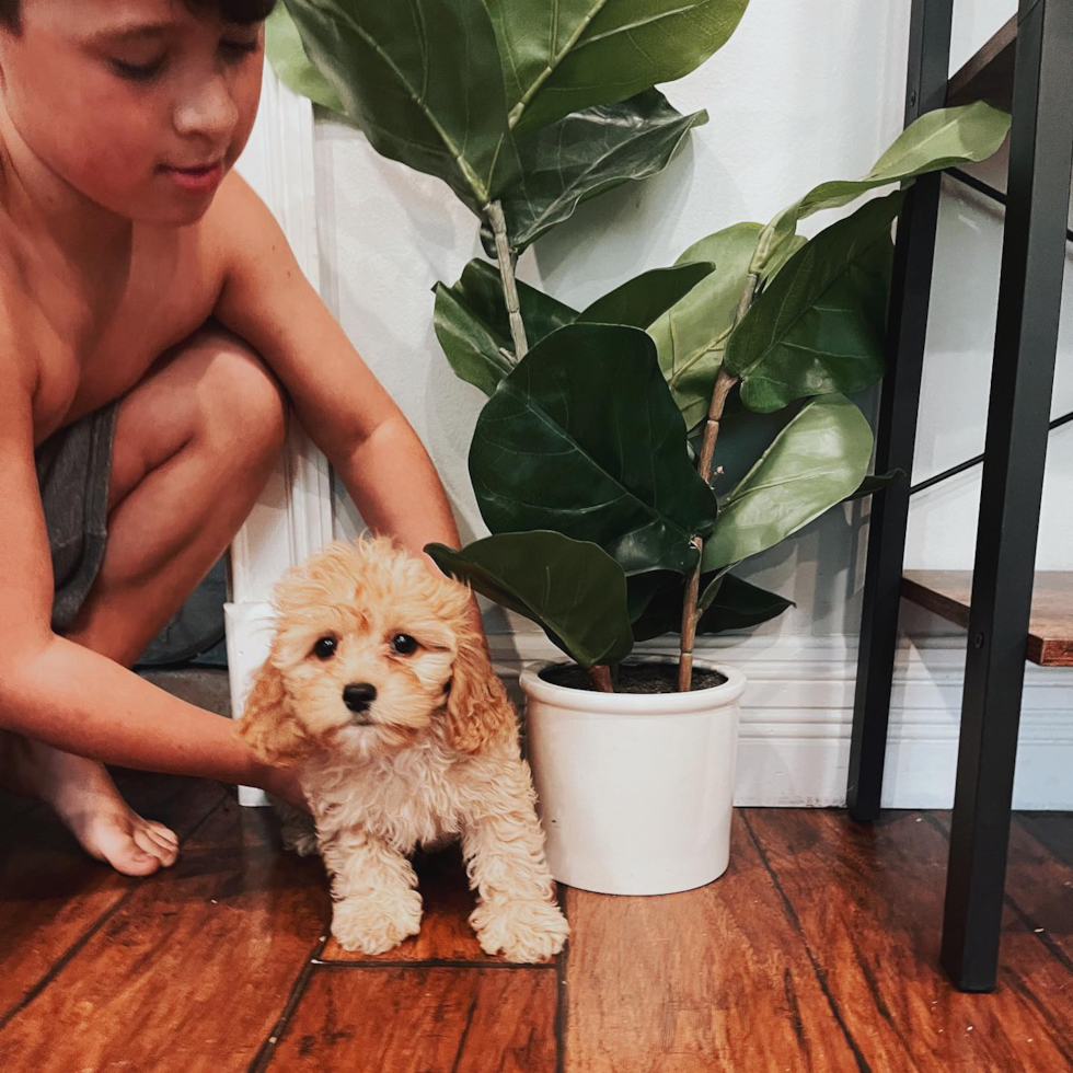 Happy Cavapoo Pup