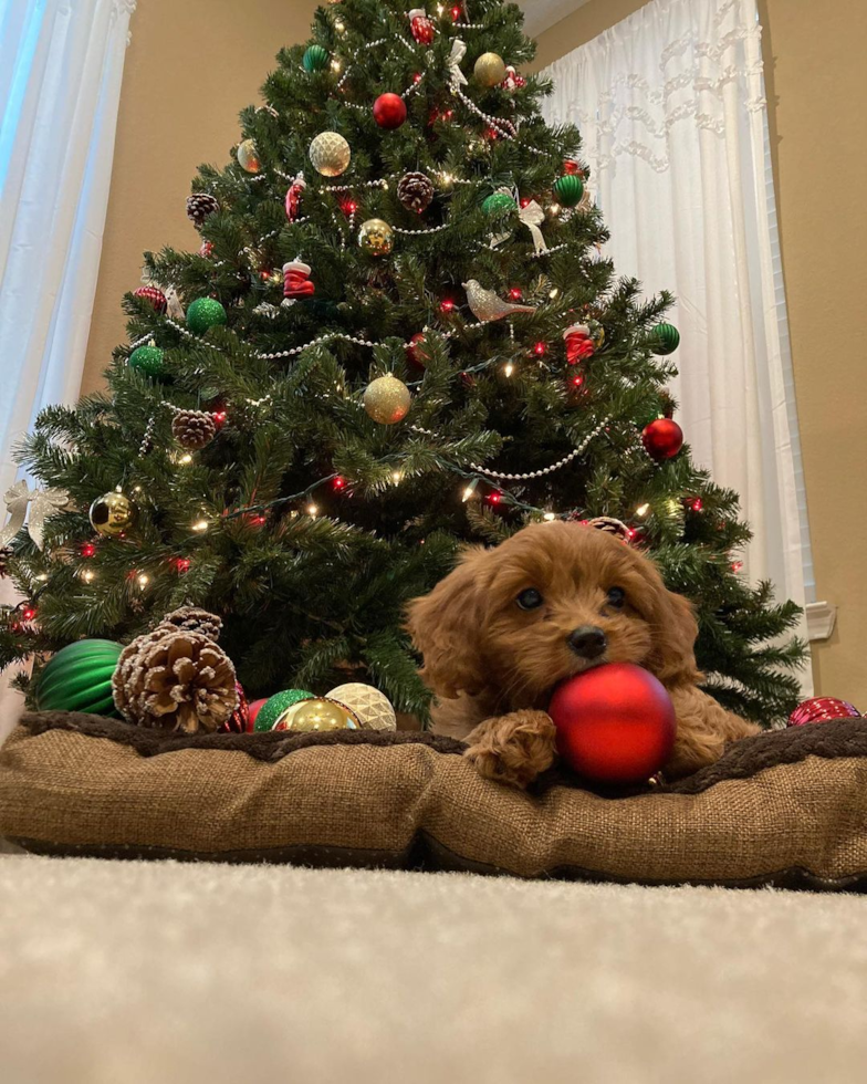 Adorable Cavoodle Poodle Mix Pup