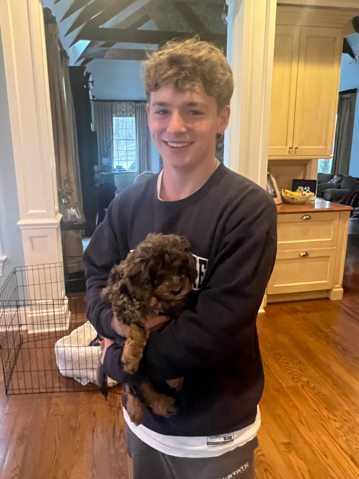 Cute Mini Bernedoodle Pup