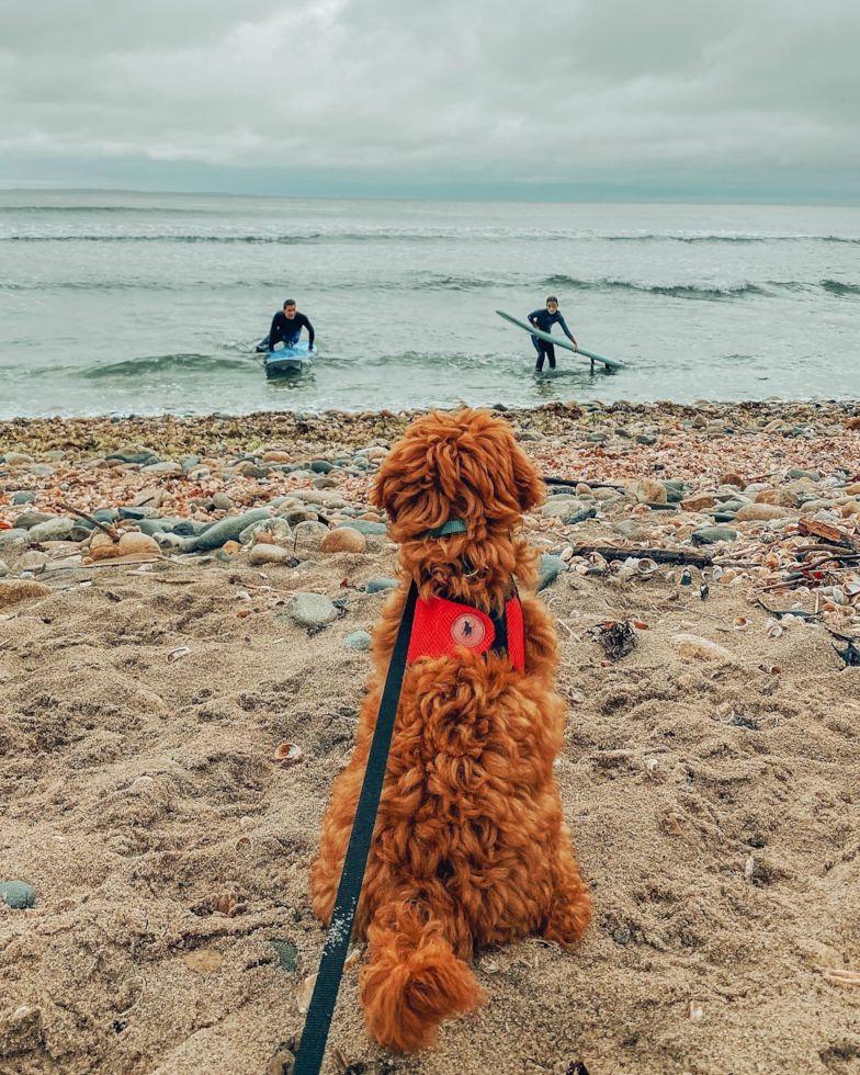 Cavapoo Being Cute