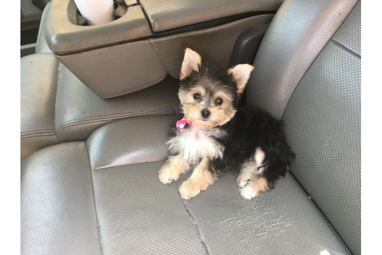 Hypoallergenic Yorkie Designer Puppy