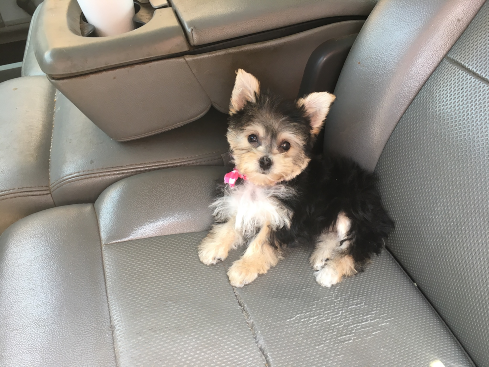 Cute Morkie Pup