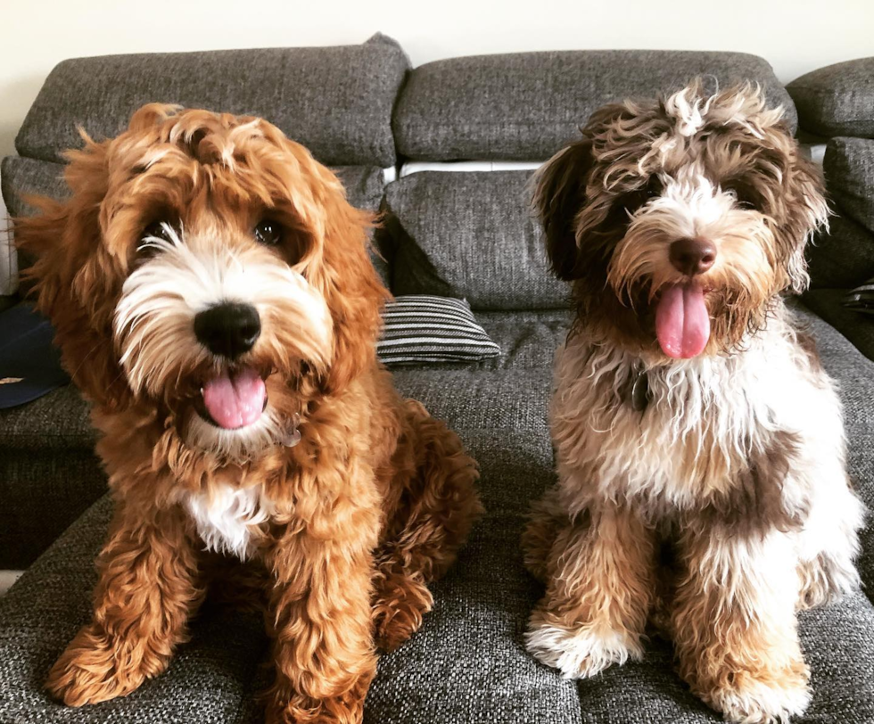 Encino Mini Aussiedoodle Pup