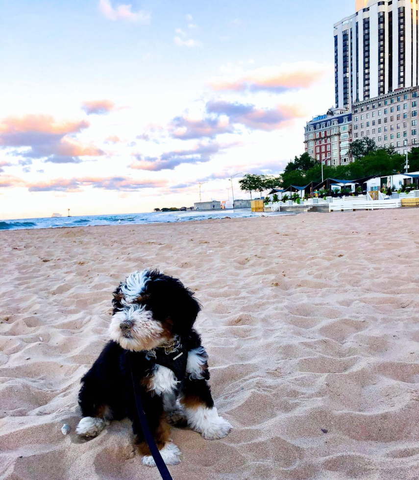 Friendly Mini Bernedoodle Pup