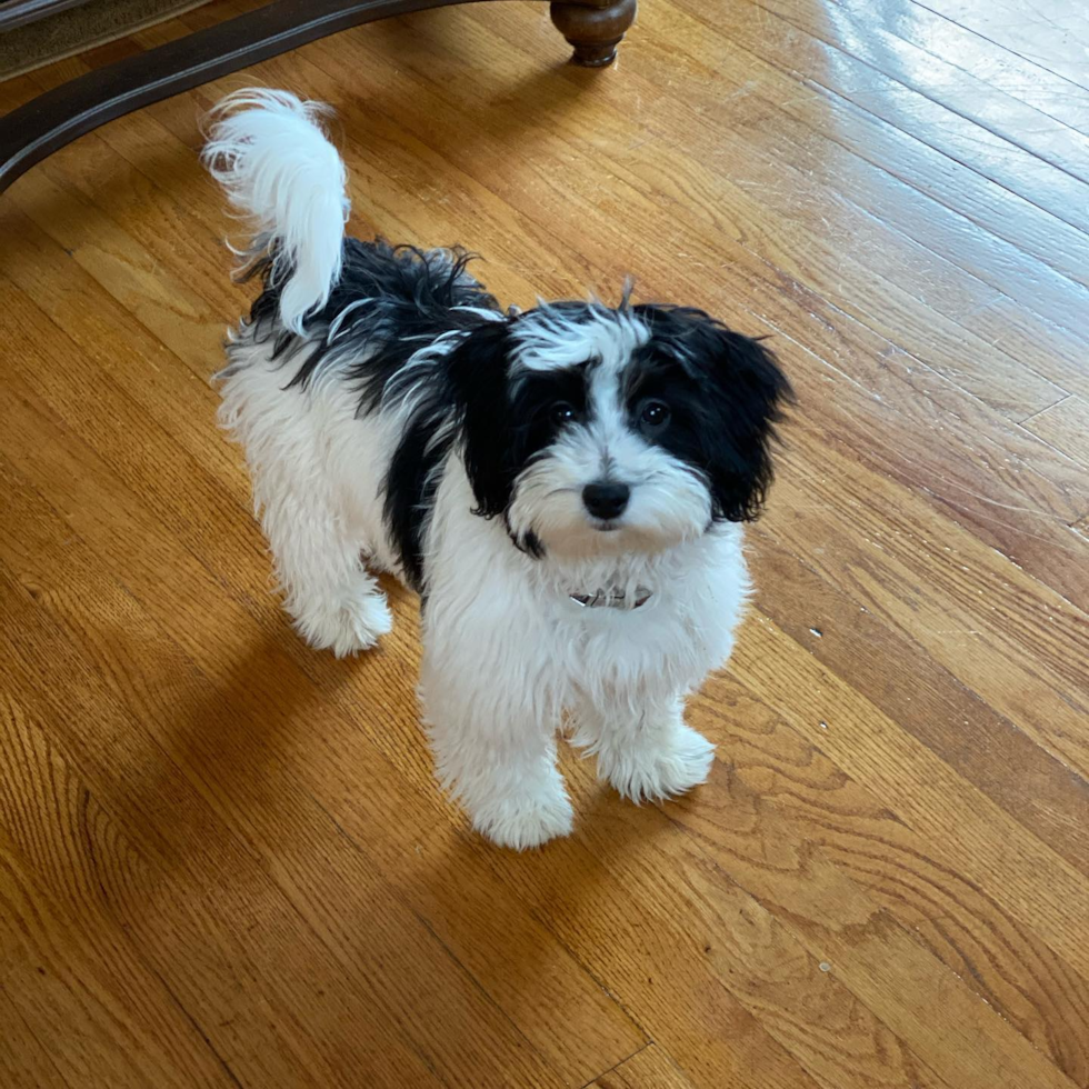 Cincinnati Havanese Pup