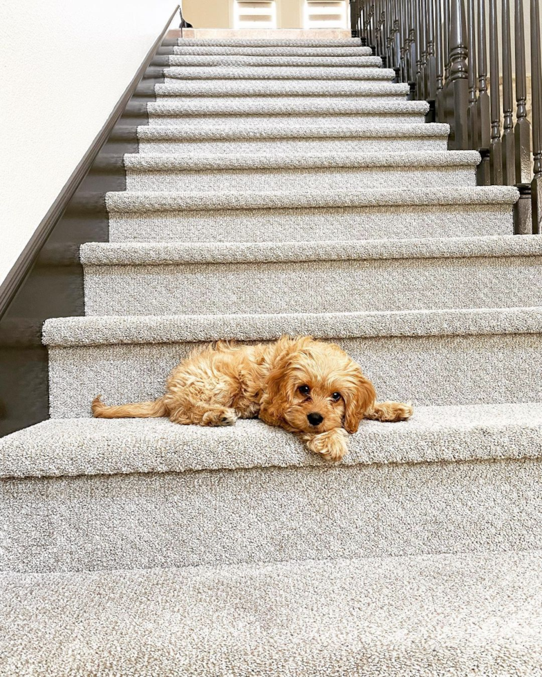 Small Cavapoo Pup in Yorba Linda CA