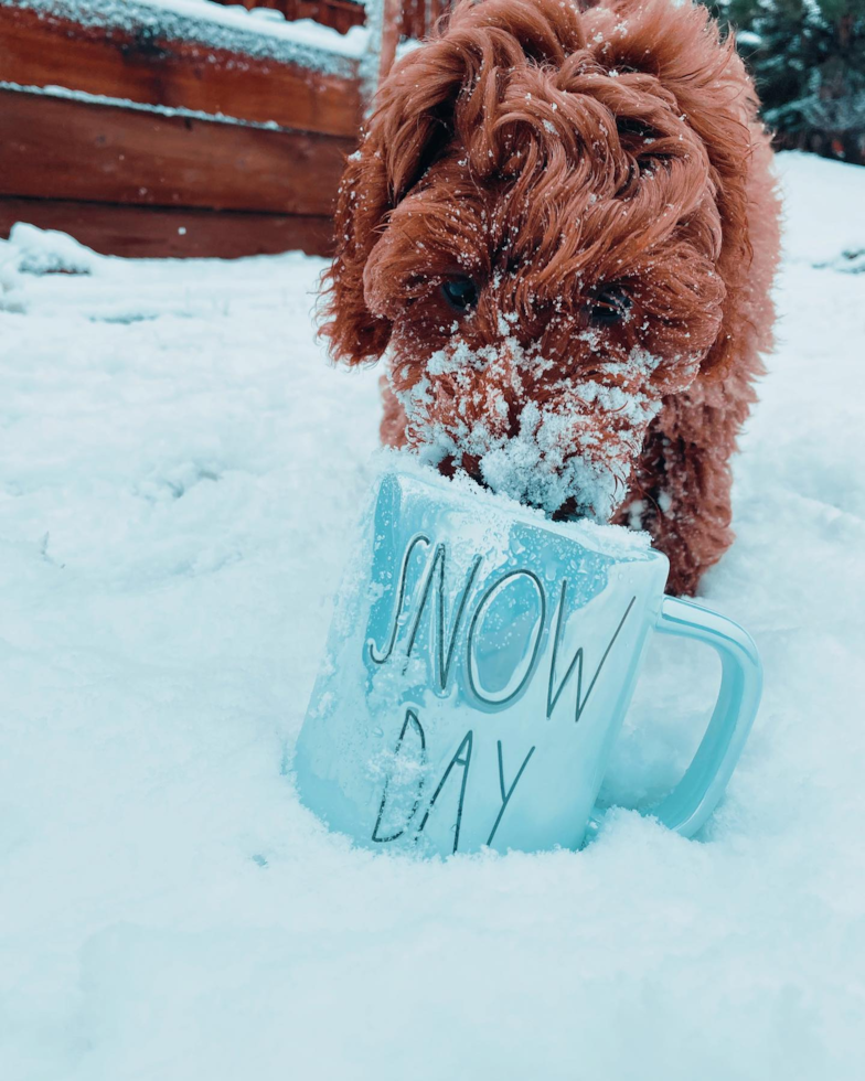 Friendly Mini Goldendoodle Pup in Sparks NV