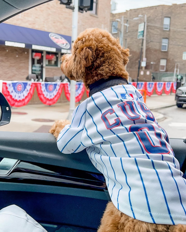 Chicago Cavapoo Pup