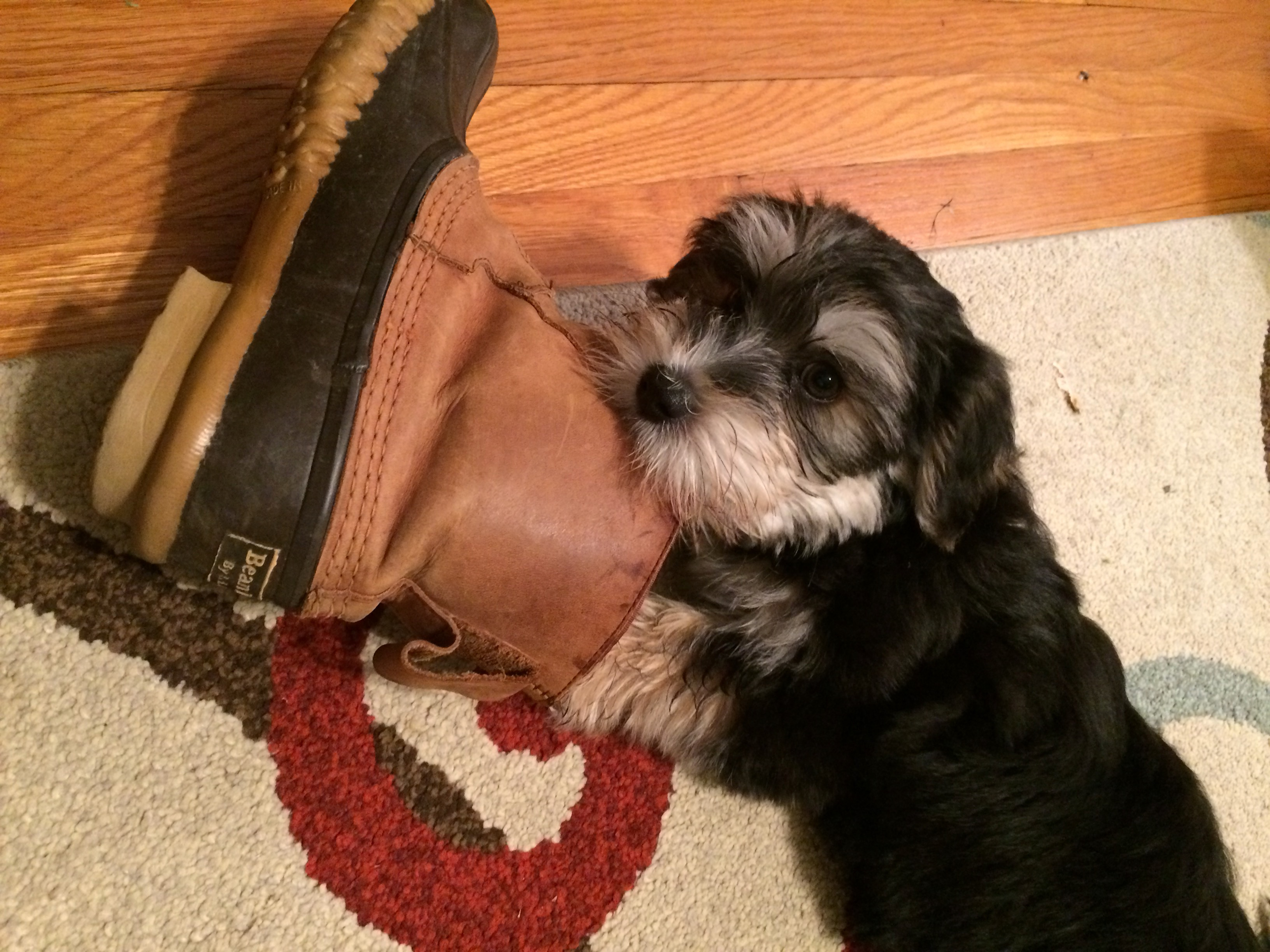 Sweet Morkie Baby