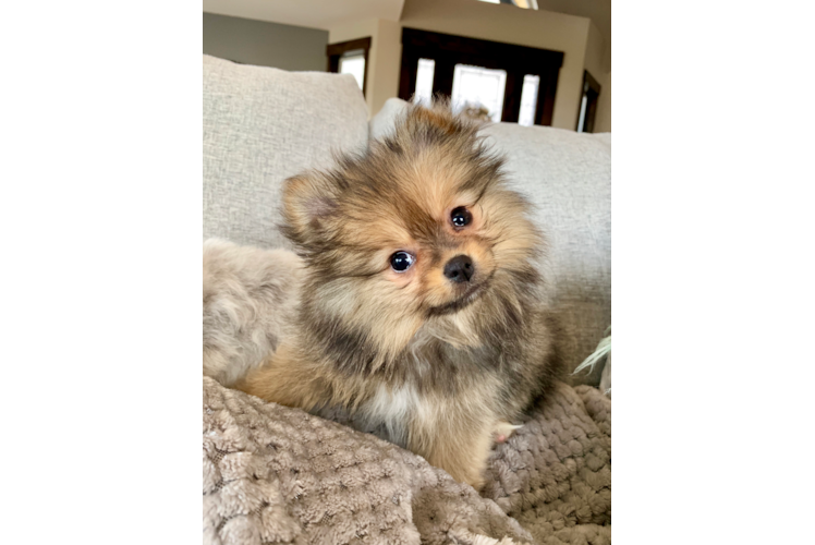 Best Pomeranian Baby