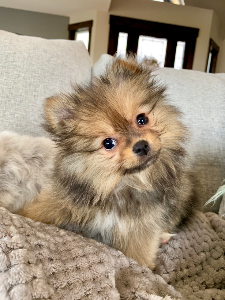 Sweet Pomeranian Pup in Marysville WA