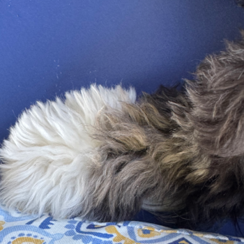 Cute Mini Bernedoodle Pup