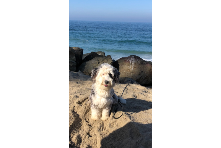 Funny Mini Sheepadoodle Poodle Mix Pup