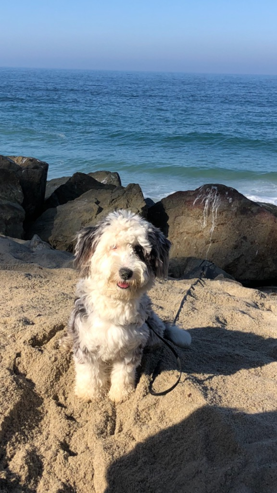 Friendly Mini Sheepadoodle Pup in Huntington Beach CA