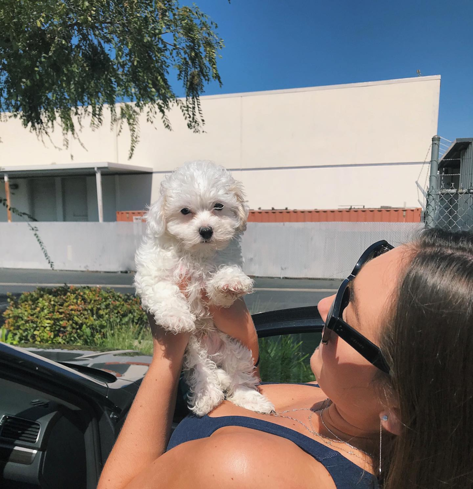 Fluffy Maltipoo Poodle Mix Pup