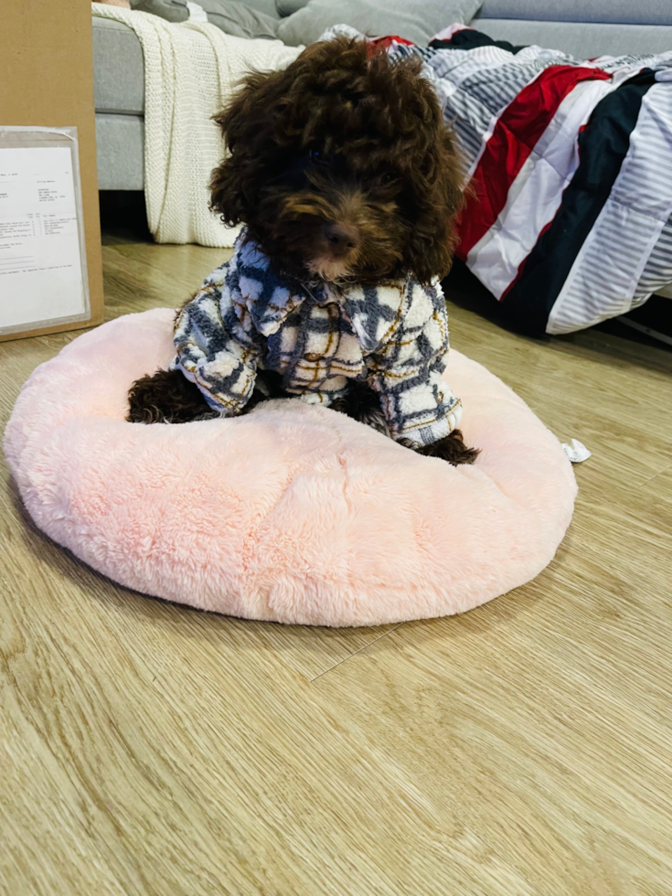 Happy Mini Aussiedoodle Pup