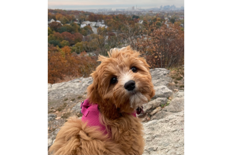 Best Cavapoo Baby