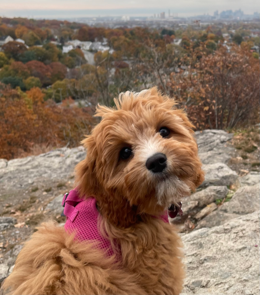 Cute Cavapoo Pup